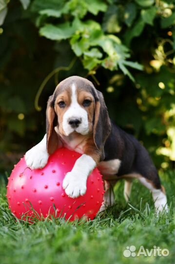 Щенки бигль