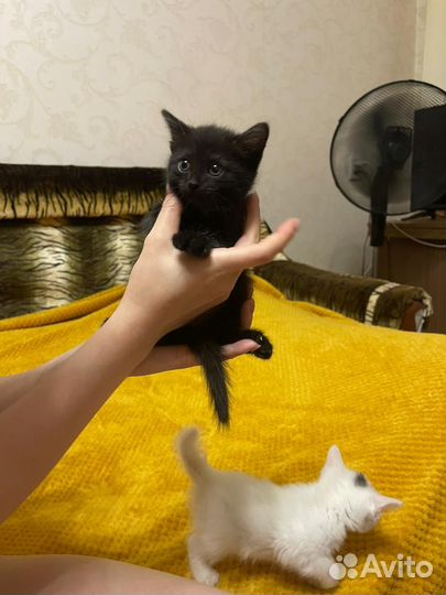 Отдам котят