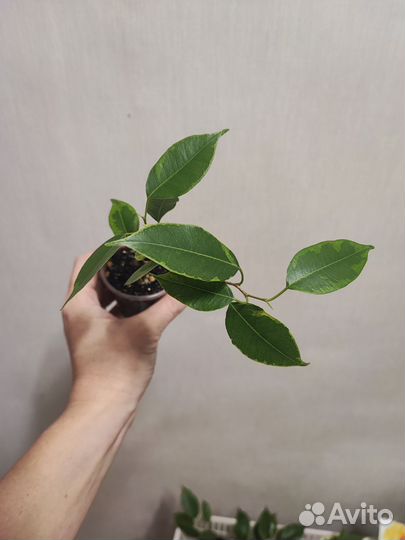 Фикусы сортовые часть 1