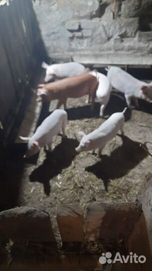 Поросята