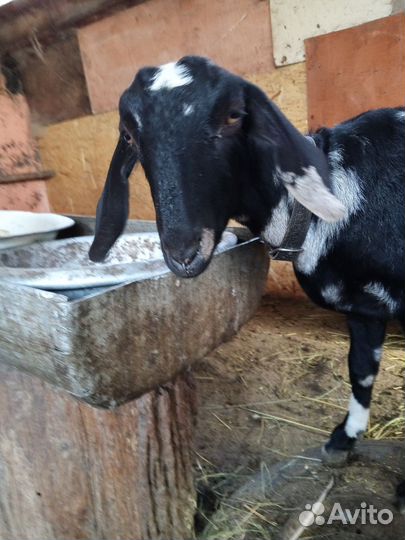 Козы камори