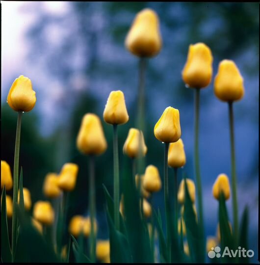 Проявка, оцифровка фотопленки