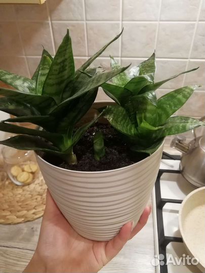 Сансевиерия