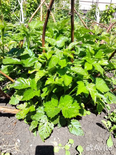 Ежевика натчез