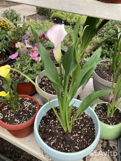 Калла в горшке цветущая