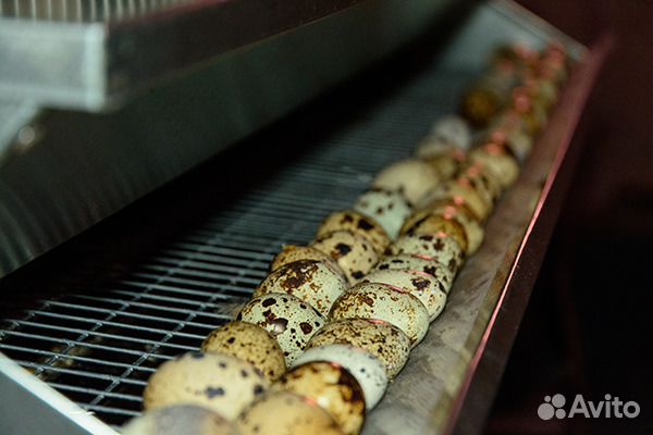 Яйца эстонских перепелов инкубационные