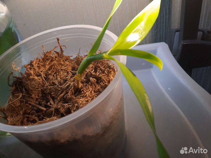 Орхидея дендробиум