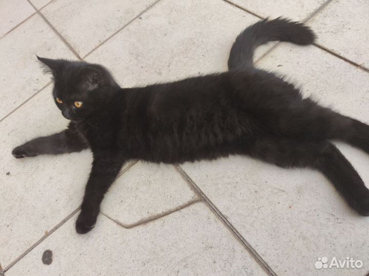 Кошка в добрые руки