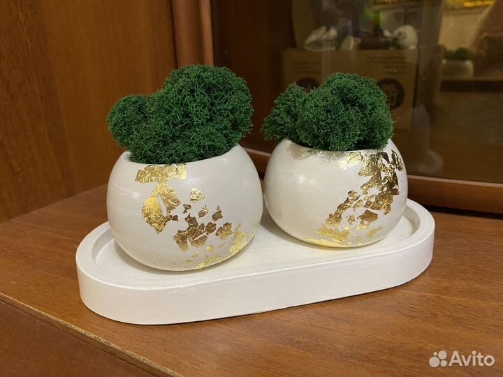 Кашпо со стабилизированным мхом