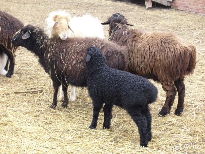 Овцы на развод