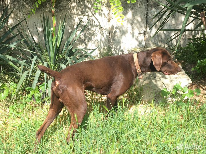 Курцхаар вязка