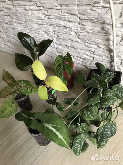 Комнатные растения