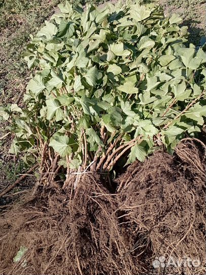 Саженцы черной смородины