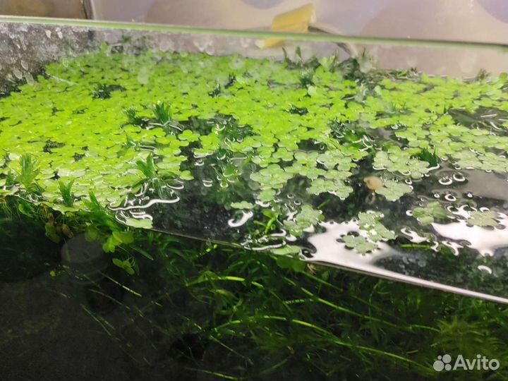 Растения для аквариума. Пистия