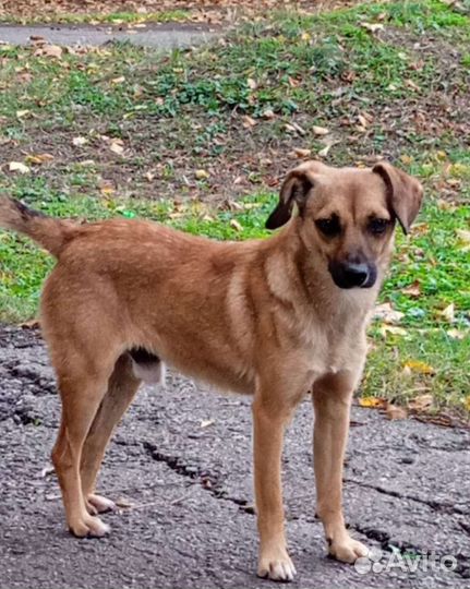 Маленький песик мальчик