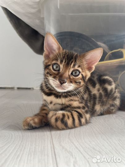 Бенгальская