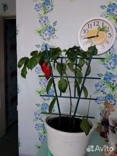 Пеларгония герань