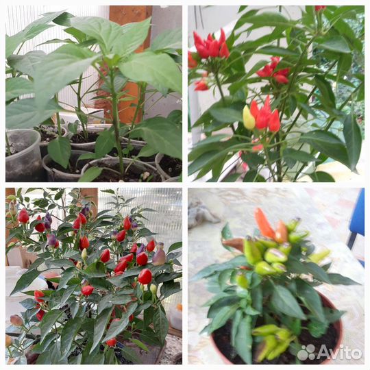 Перец комнатный острый Огонёк