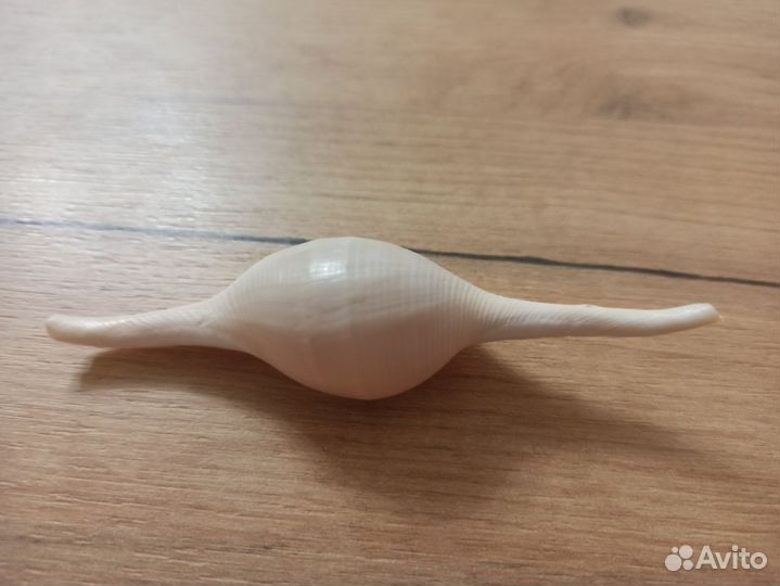 Морская раковина