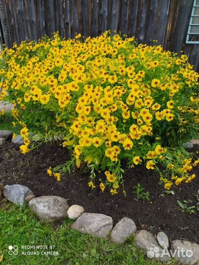 Многолетние цветы