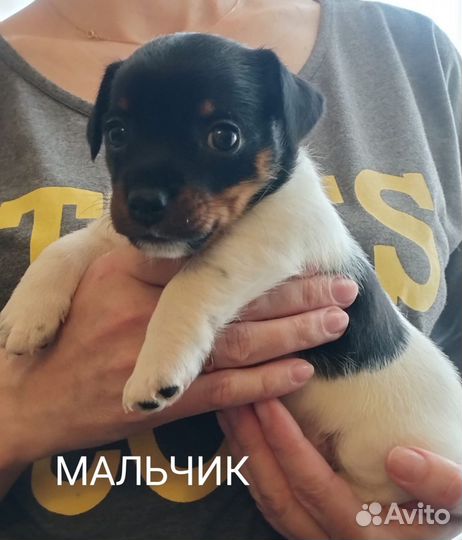 Щенки джек Рассел терьер