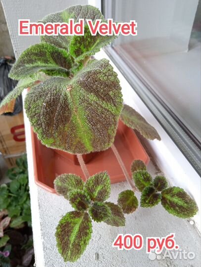 Акварельные и обычные эписции