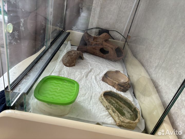 Террариум для рептилий эублефара с дефектом