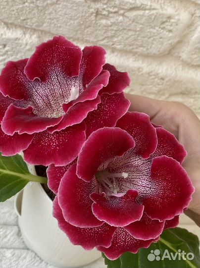 Глоксиния клубень ви-бранденбургский концерт