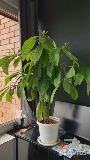 Авокадо дерево