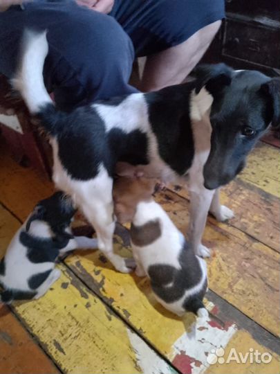 Фокстерьер