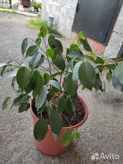 Пеларгония герань