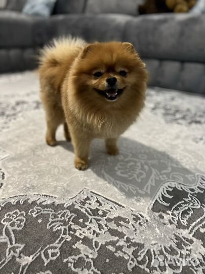 Случка шпиц