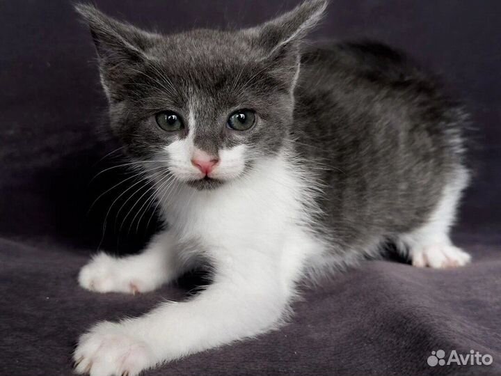 Сразу несколько позитивчиков быстро привыкнут