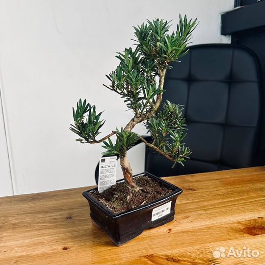 Дерево бонсай живое Подокарпус (Podocarpus)