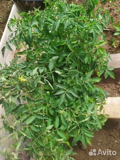 Рассада помидор