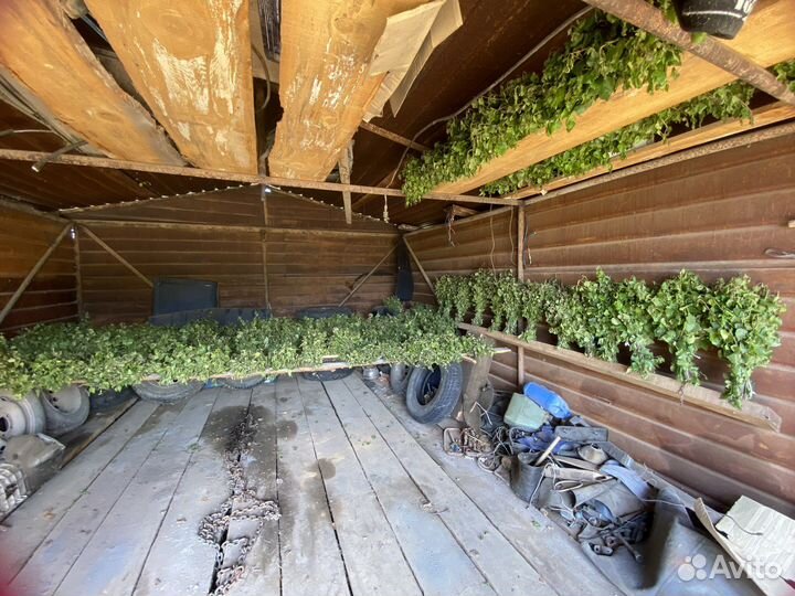 Березовые веники