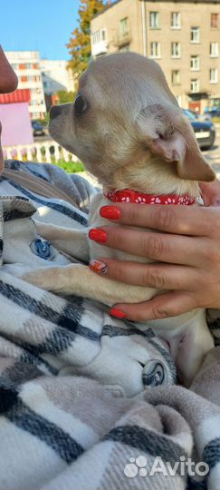 Чихуахуа девочка