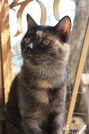 Кошка Злата