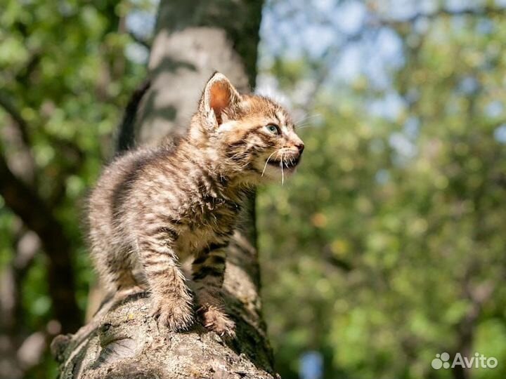 Тюльпанчик 1,5 месяца ищет дом