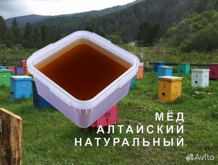 Мед натуральный алтайский опт