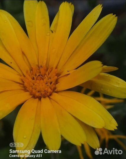 Рассада и семена цветов,бархатцы и календула