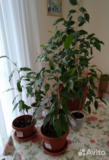 Фикус бенджамина