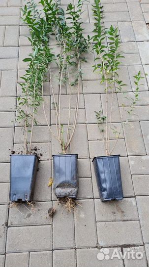 Бирючина зкс