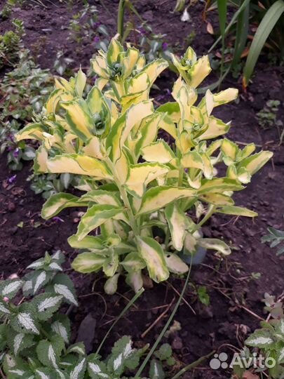 Очитки (Седум) 4 вида, почвопокровный седум