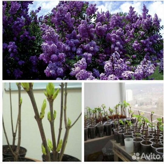 Сирень Белая и Фиолетовая 30-70 см черенки