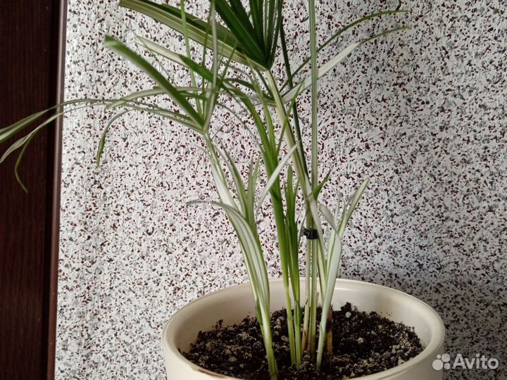 Монстера карстенианум вар, циперус,бентель