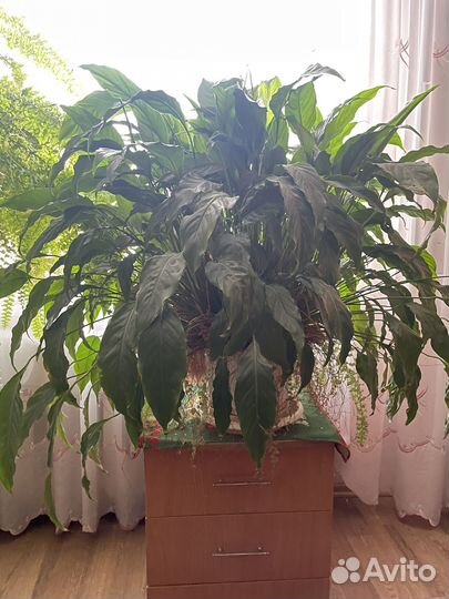 Спатифиллум