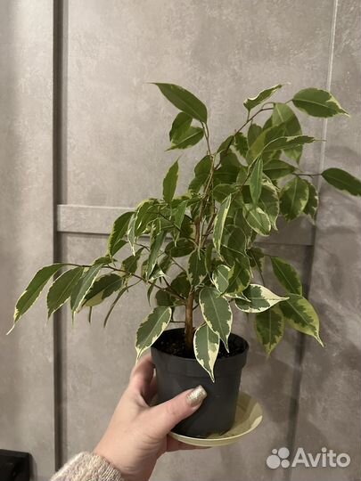 Подростки фикуса Бенджамина