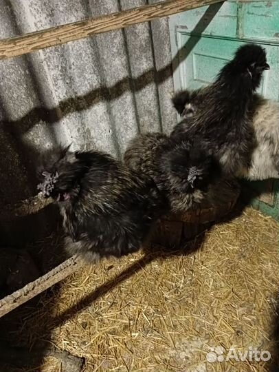 Китайские шелковые петушки