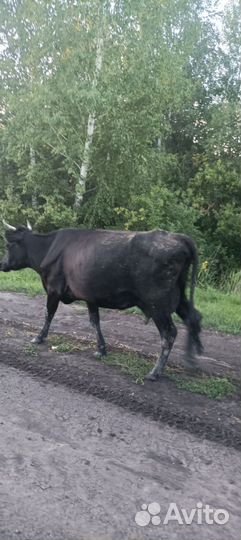 Первотелка